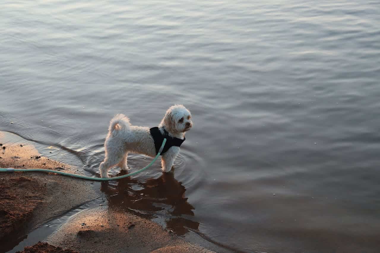 A leashed dog paddling in the water at a Kentucky dog beach