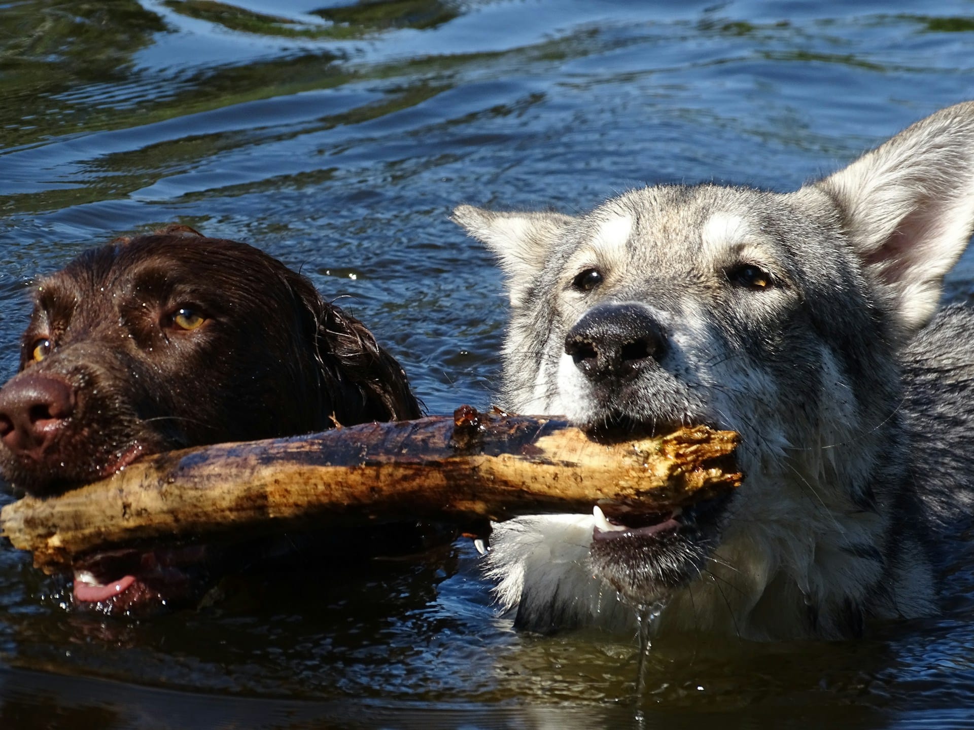 Two dogs playing with a stick in the ocean