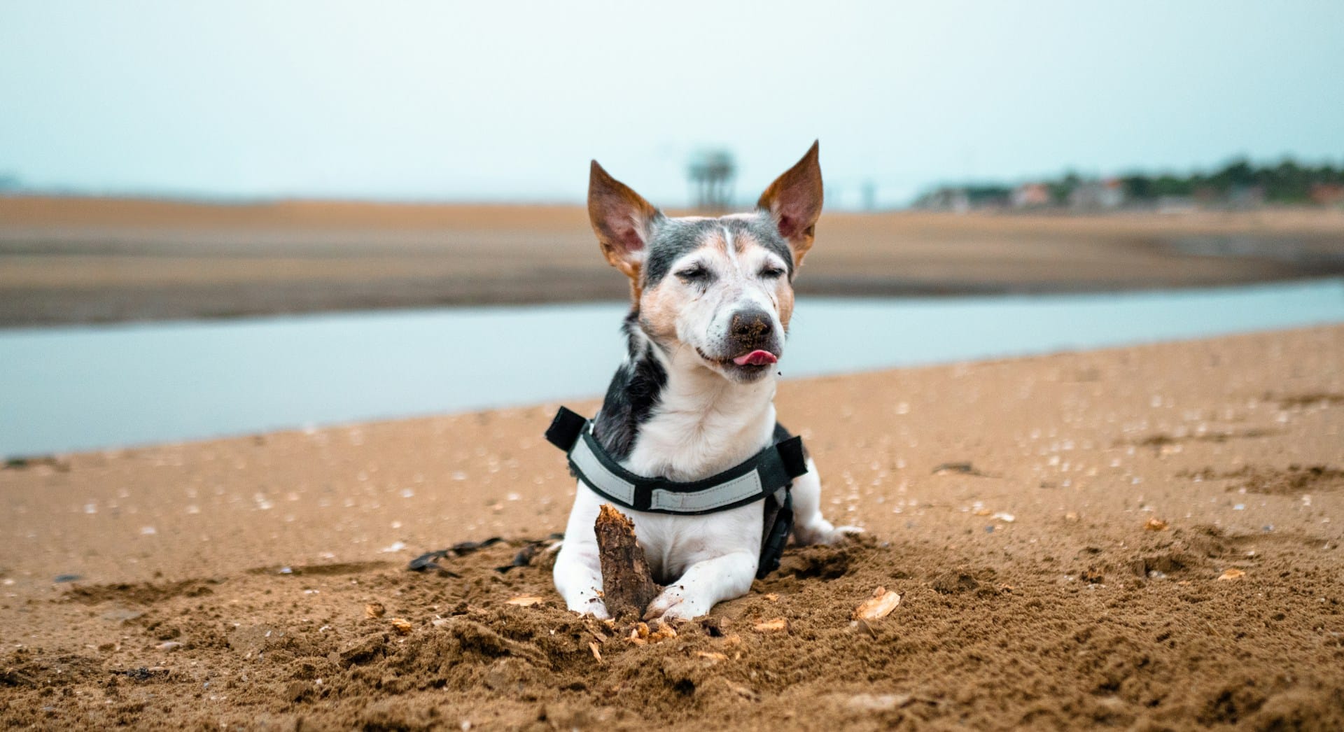 A very happy dog lying on a Minnesota dog beach