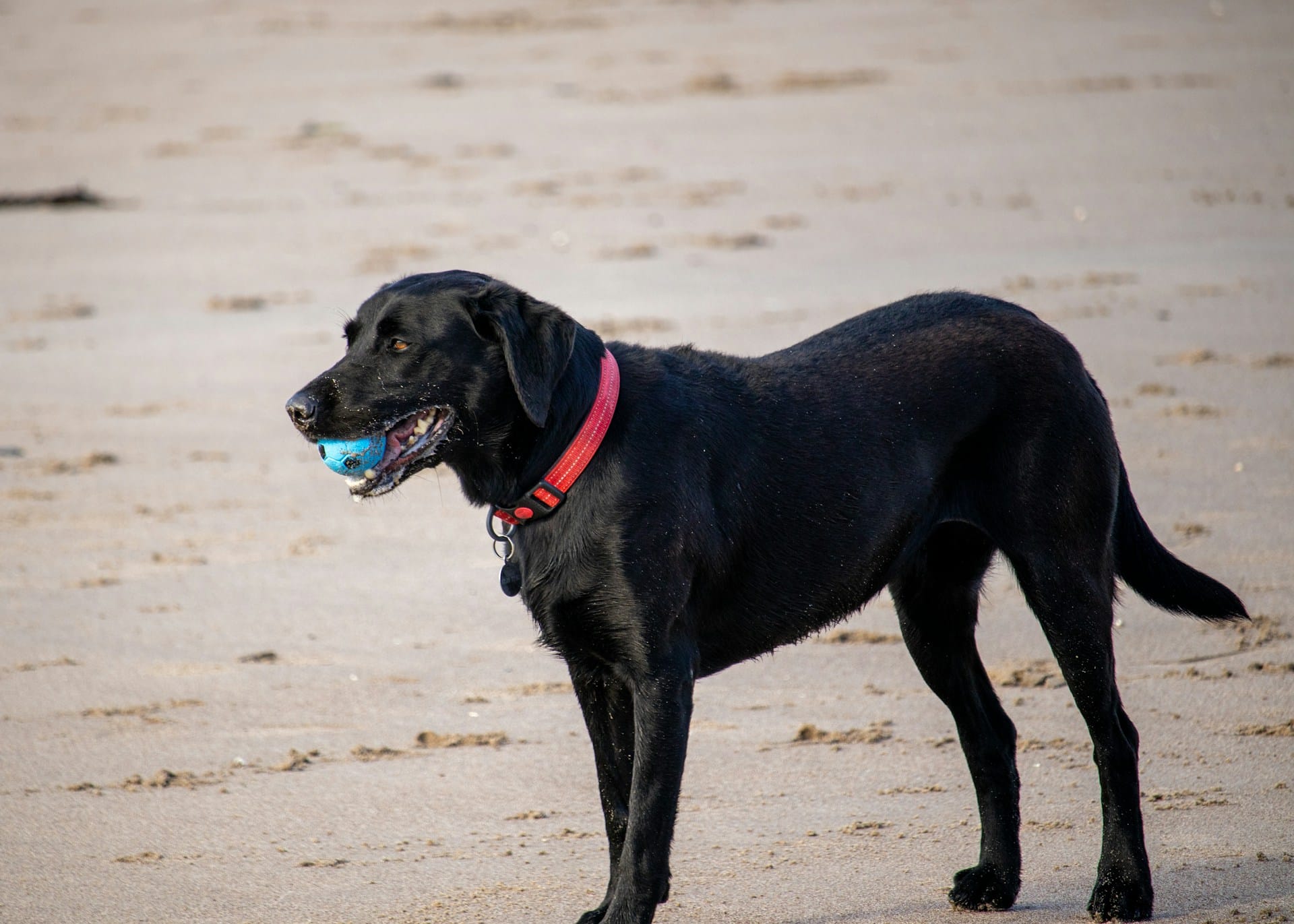 Black Labrador with a ball in its mouth on the sand at the beach