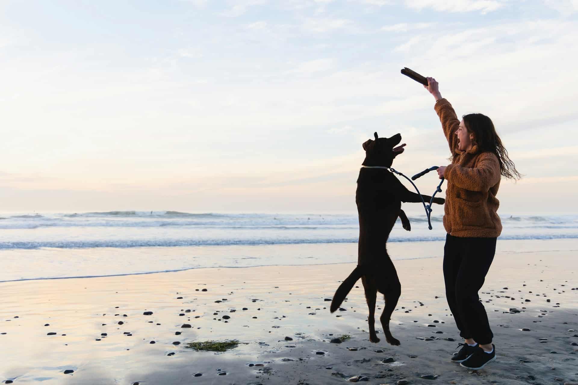 Dog and lady playing on a Bay Area dog beach