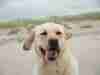 Dog Friendly Beaches in Minnesota Labrador Retriever on one of the best dog friendly beaches in Minnesota