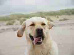 Dog Friendly Beaches in Minnesota Labrador Retriever on one of the best dog friendly beaches in Minnesota