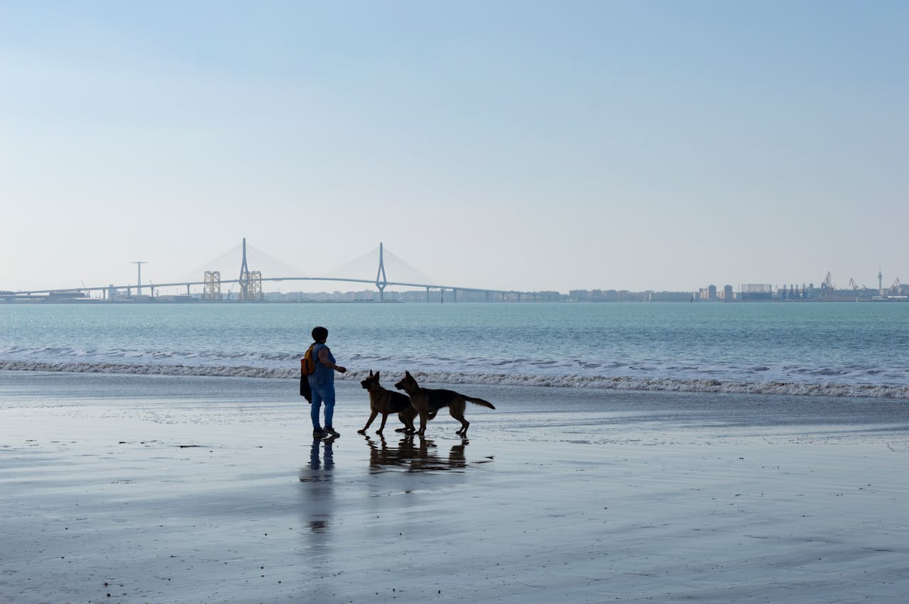 Two dogs playing with their owner on a dog friendly beach in the Golden Gate National Recreation Area
