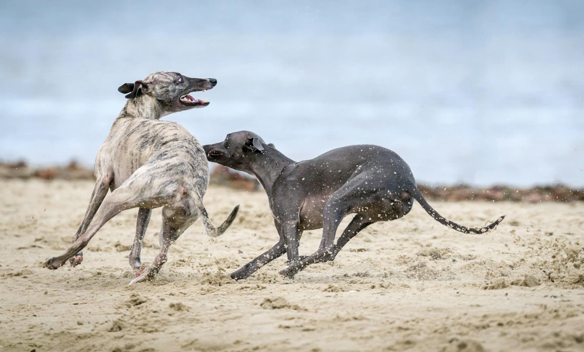 Two greyhounds playing on one of the dog friendly beaches in the Bay Area, San Francisco