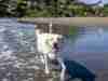 Dog Friendly Beaches in the Bay Area White Labrador wading in the water at Muir Beach in the Bay Area, San Francisco, California, USA