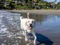 Dog Friendly Beaches in the Bay Area White Labrador wading in the water at Muir Beach in the Bay Area, San Francisco, California, USA