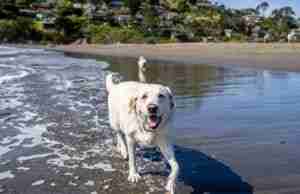 Dog Friendly Beaches in the Bay Area White Labrador wading in the water at Muir Beach in the Bay Area, San Francisco, California, USA