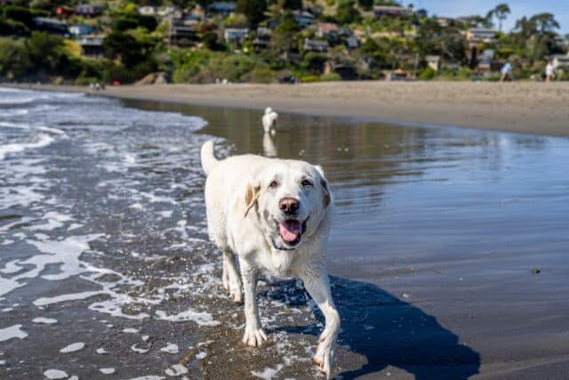 White Labrador wading in the water at Muir Beach in the Bay Area, San Francisco, California, USA