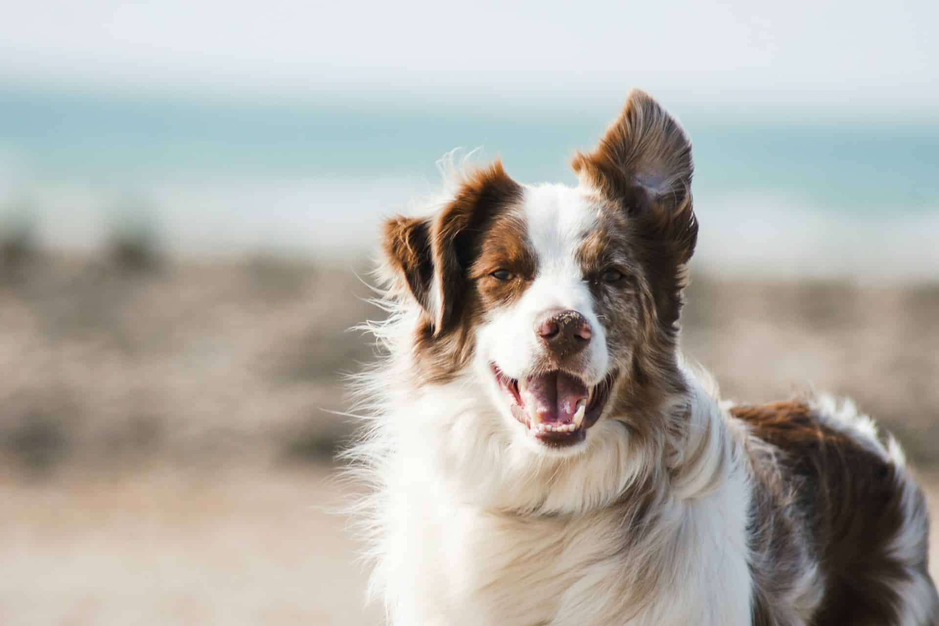 A beautiful Border Collie on a dog friendly Alabama beach