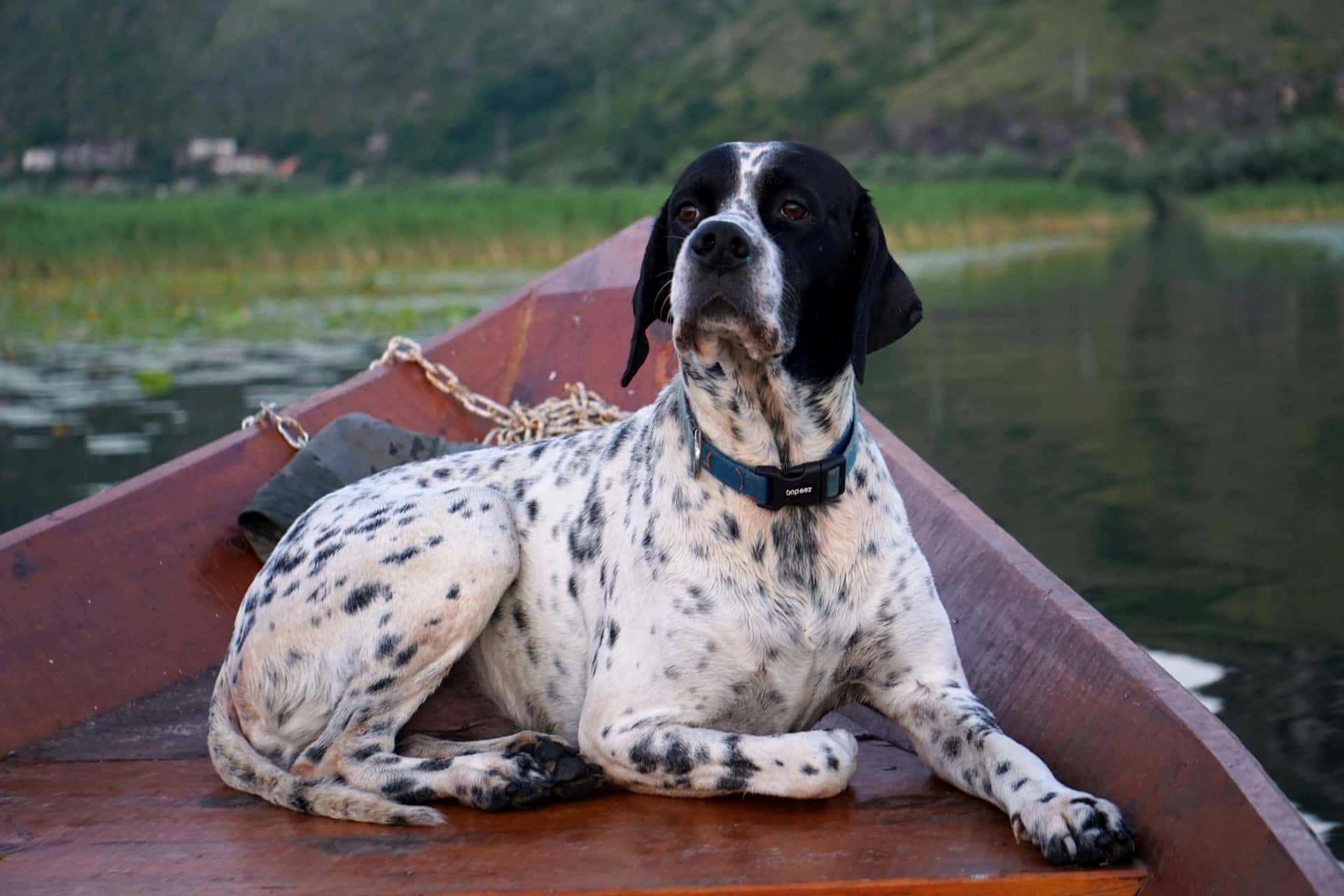 An elegant black and white English Pointer dog in a boat