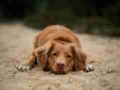 Dog Friendly Beaches in Alabama Beautiful dog laying in the sand on one of the dog friendly beaches in Alabama