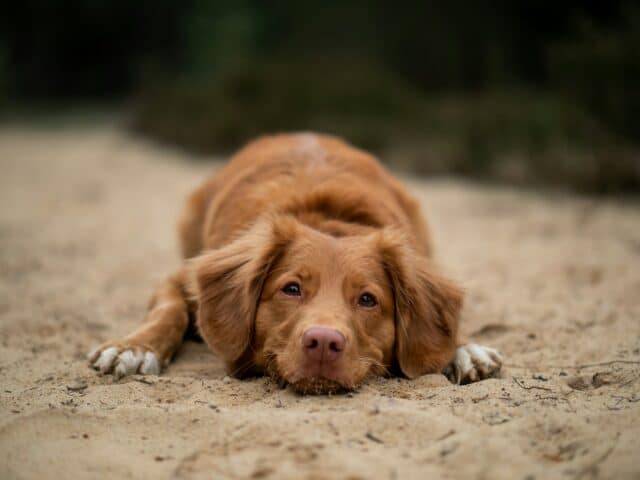 Beautiful dog laying in the sand on one of the dog friendly beaches in Alabama