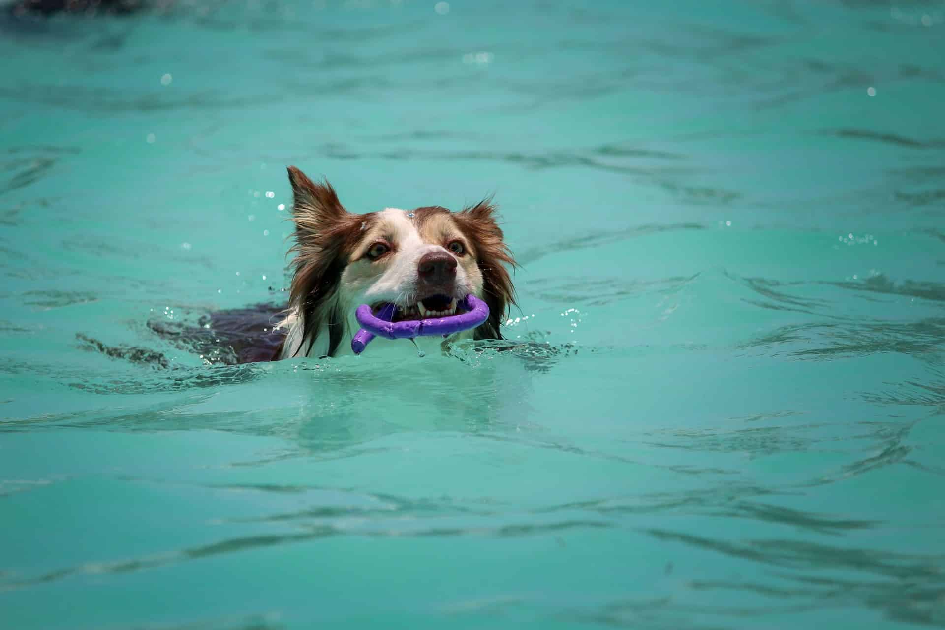 A Collie with a purple toy in an indoor dog swimming pool