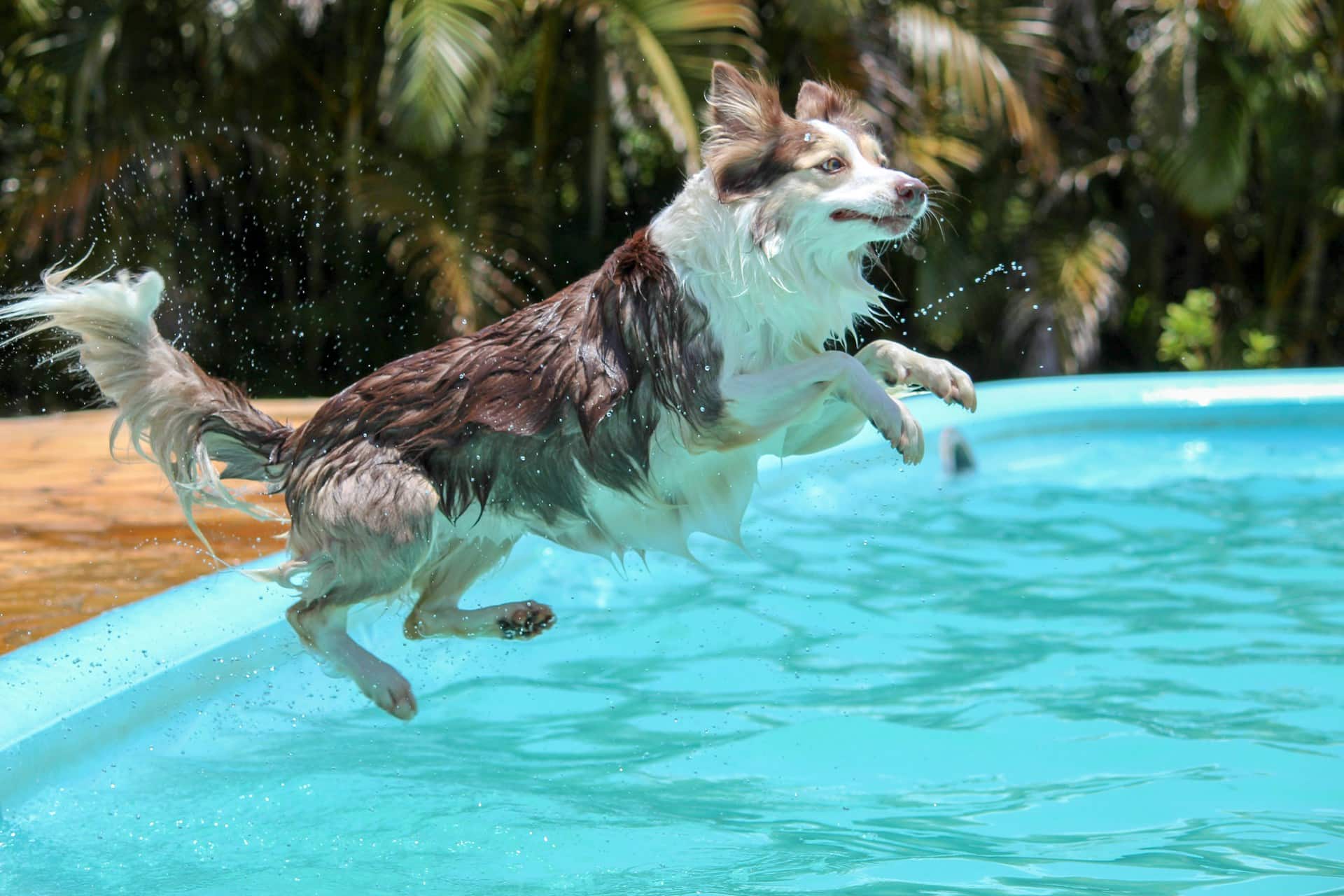 A Collie jumping into a swimming pool