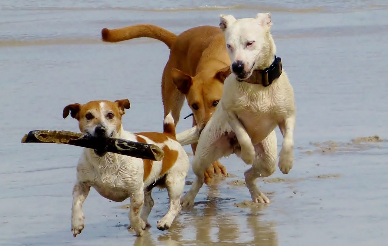 Dogs playing on an Alabama dog beach