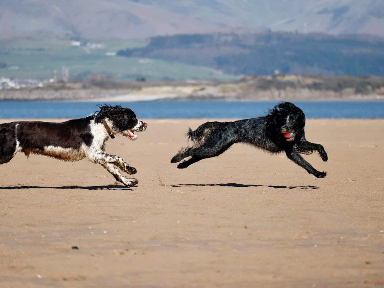 Dogs running at the beach