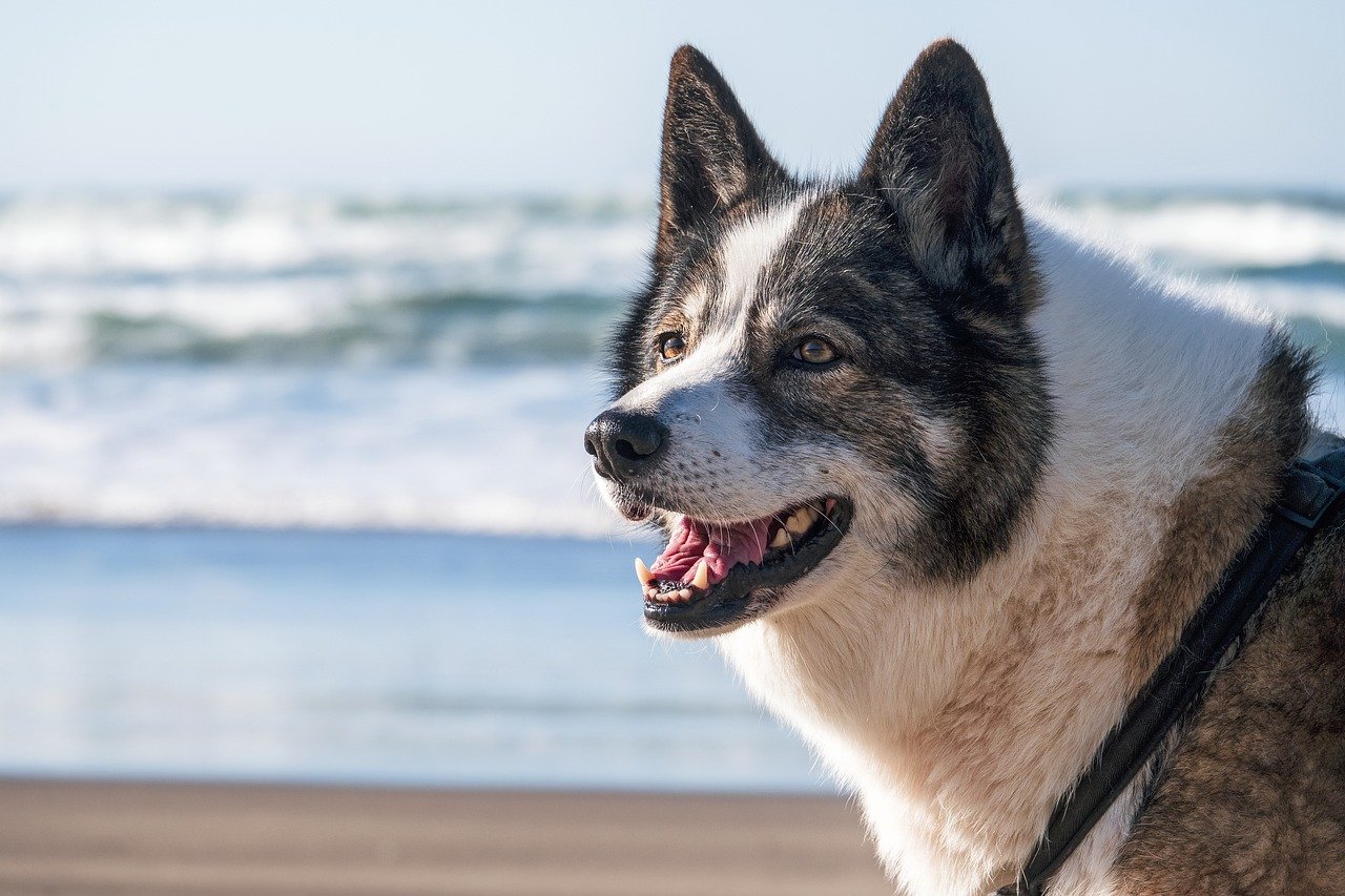 Husky on a gorgeous Alabama beach for dogs