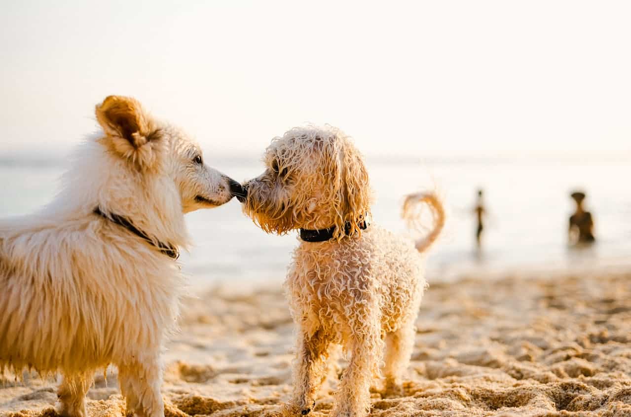Two cute dogs touching noses on the beach