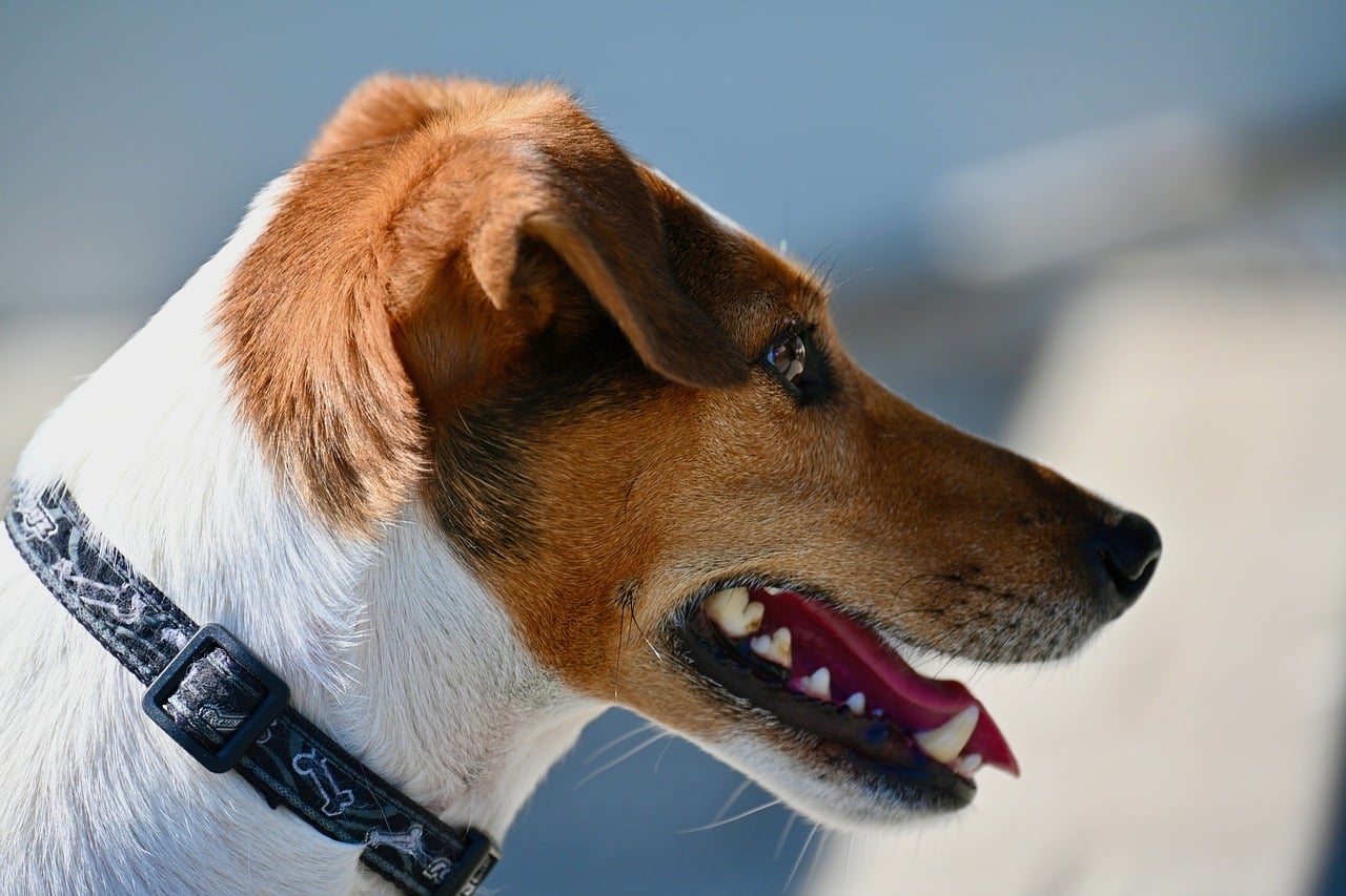 Beautiful photo of a Jack Russell Terrier