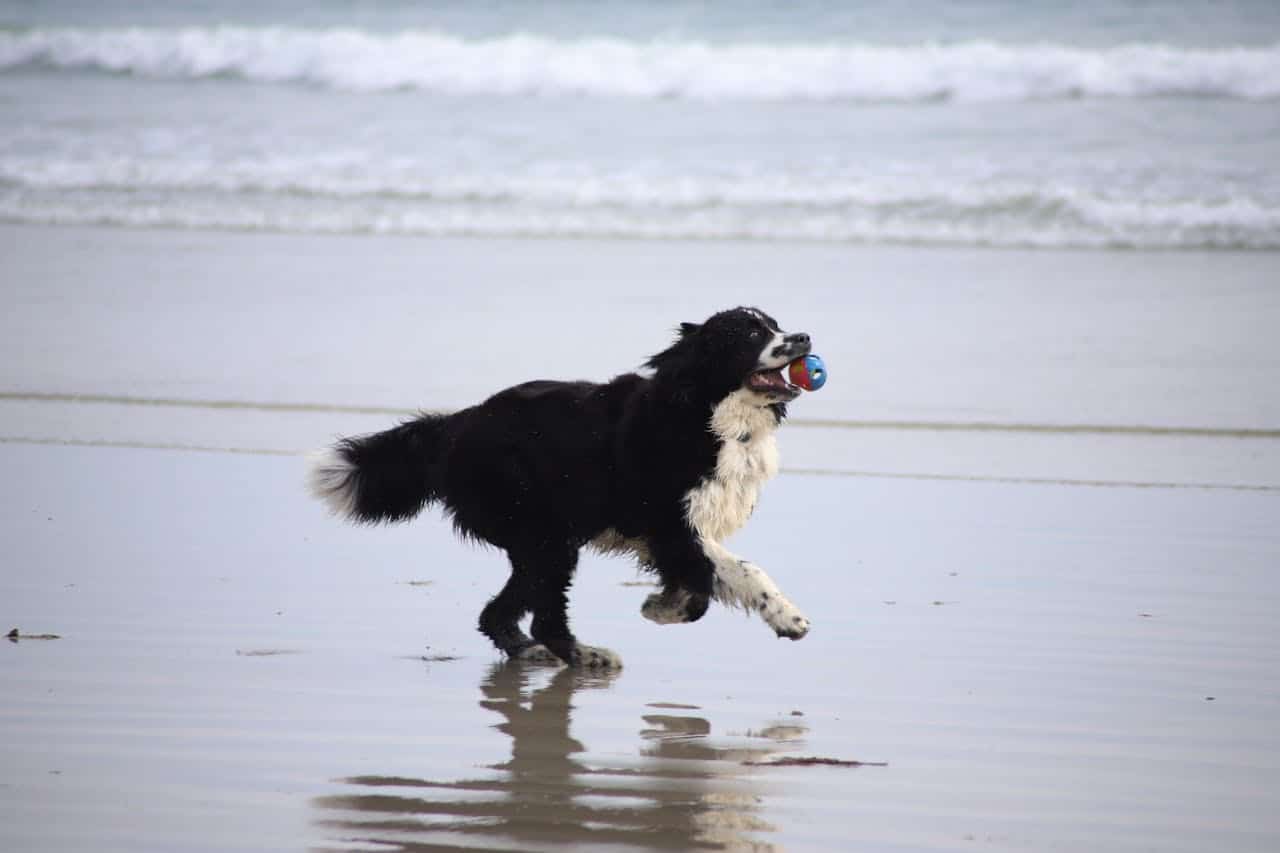 Black and white Border Collie running in the wet sand on a beach