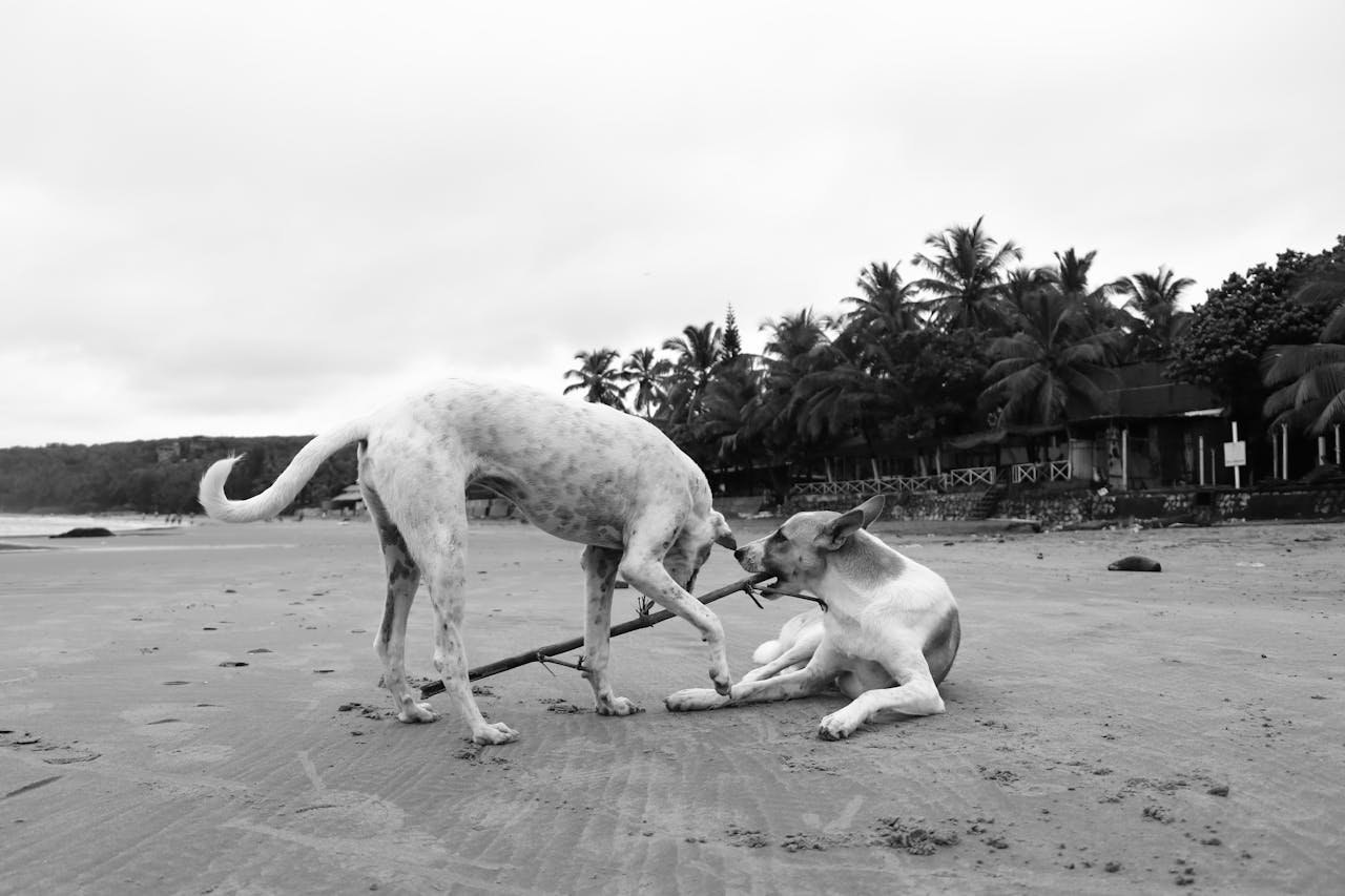 Black and white photo of two dogs playing with a big stick on a beach