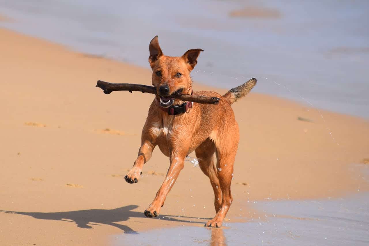 Dog with a stick in its mouth running on the sand at a Michigan dog beach