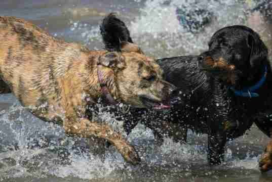 Dog Friendly Beaches in Michigan Two dogs playing in the sea at one of the dog friendly beaches in Michigan, USA