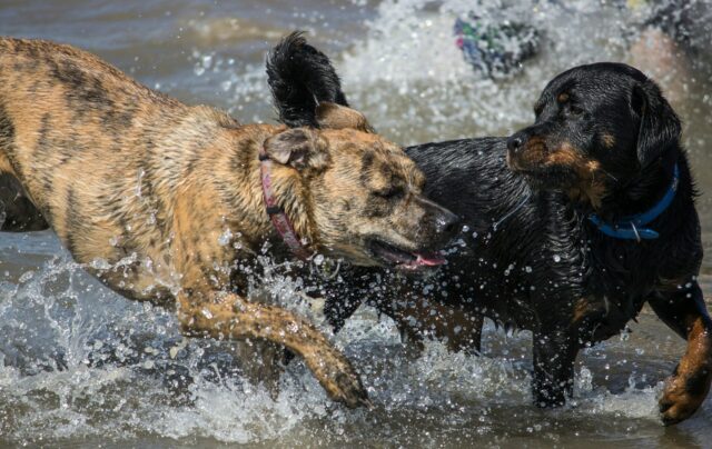 Two dogs playing in the sea at one of the dog friendly beaches in Michigan, USA